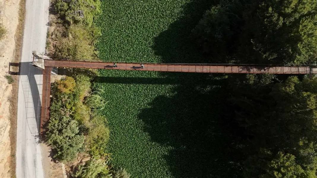 Hatay’da Görsel Şölen Mest Etti: Asi Nehri Sümbül Cenneti Oldu! 1